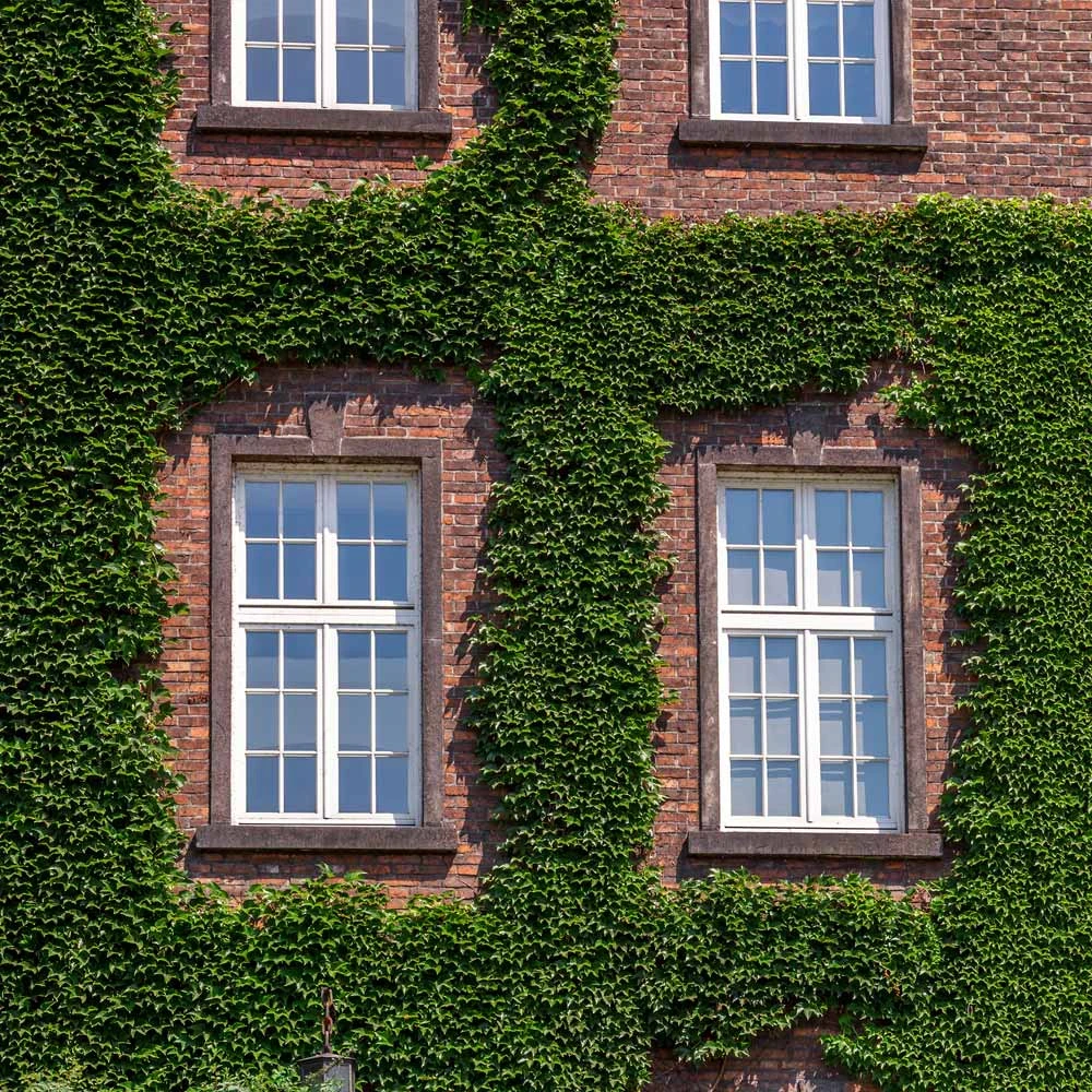 English Ivy Vine - Image 3