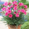 Scent First® Eternity Dianthus Plant