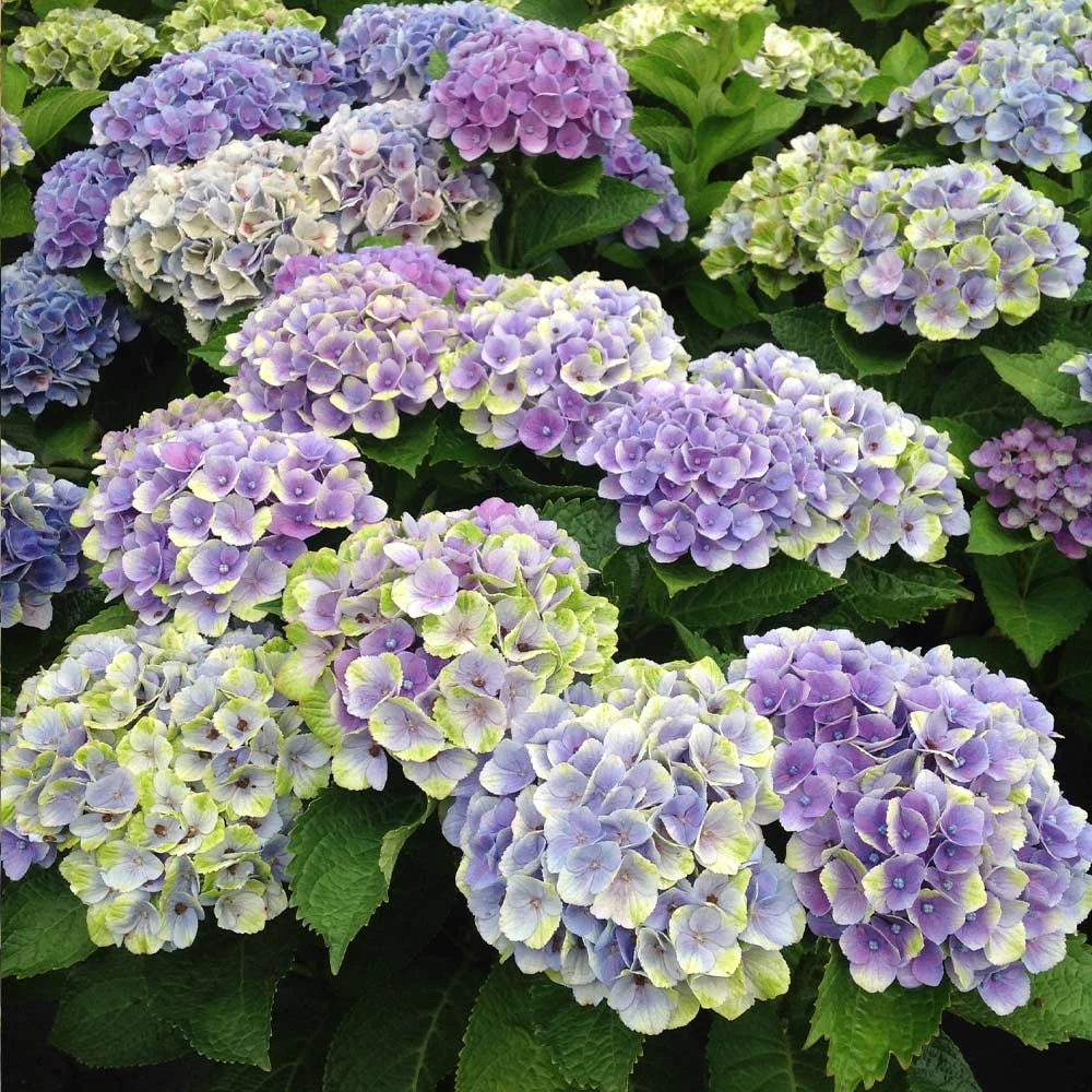 EverlastingĀ® Amethyst Hydrangea Shrub