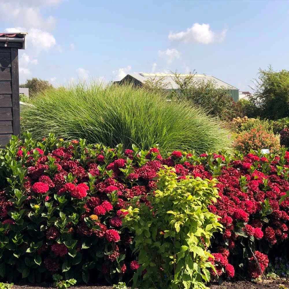 Everlasting® Crimson Ruby Hydrangea Shrub - Image 3