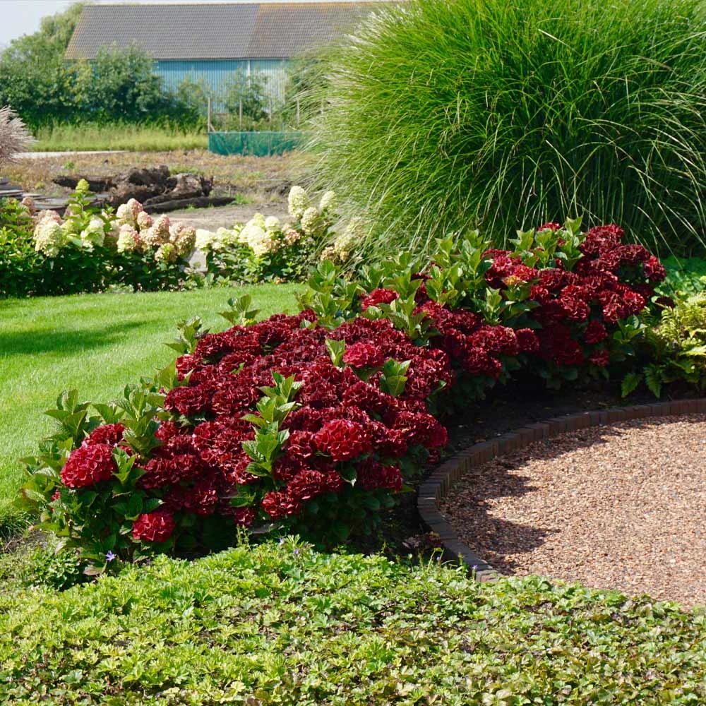 Everlasting® Crimson Ruby Hydrangea Shrub - Image 2