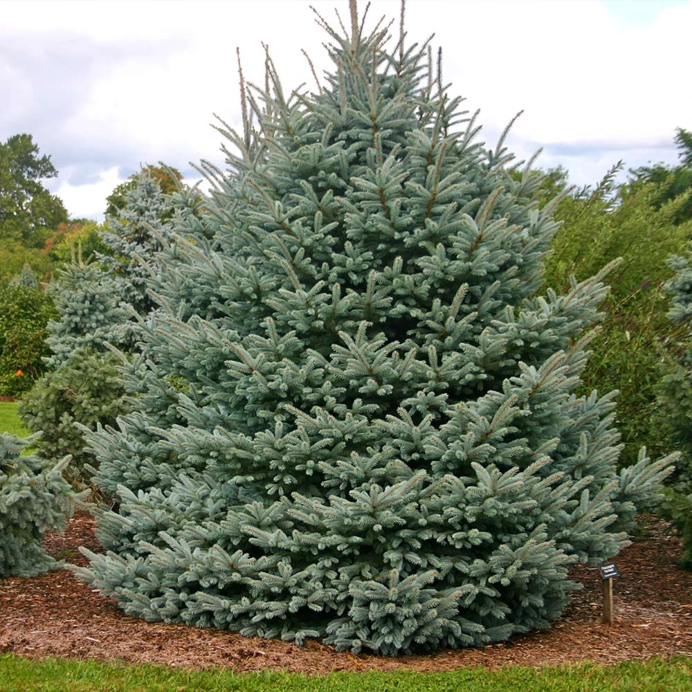 Fat Albert Colorado Blue Spruce - Image 3