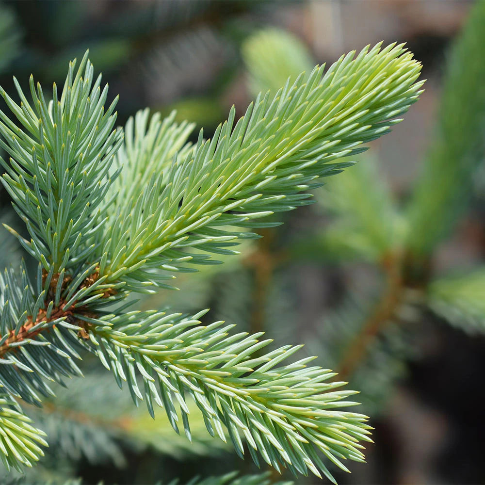Fat Albert Colorado Blue Spruce - Image 4
