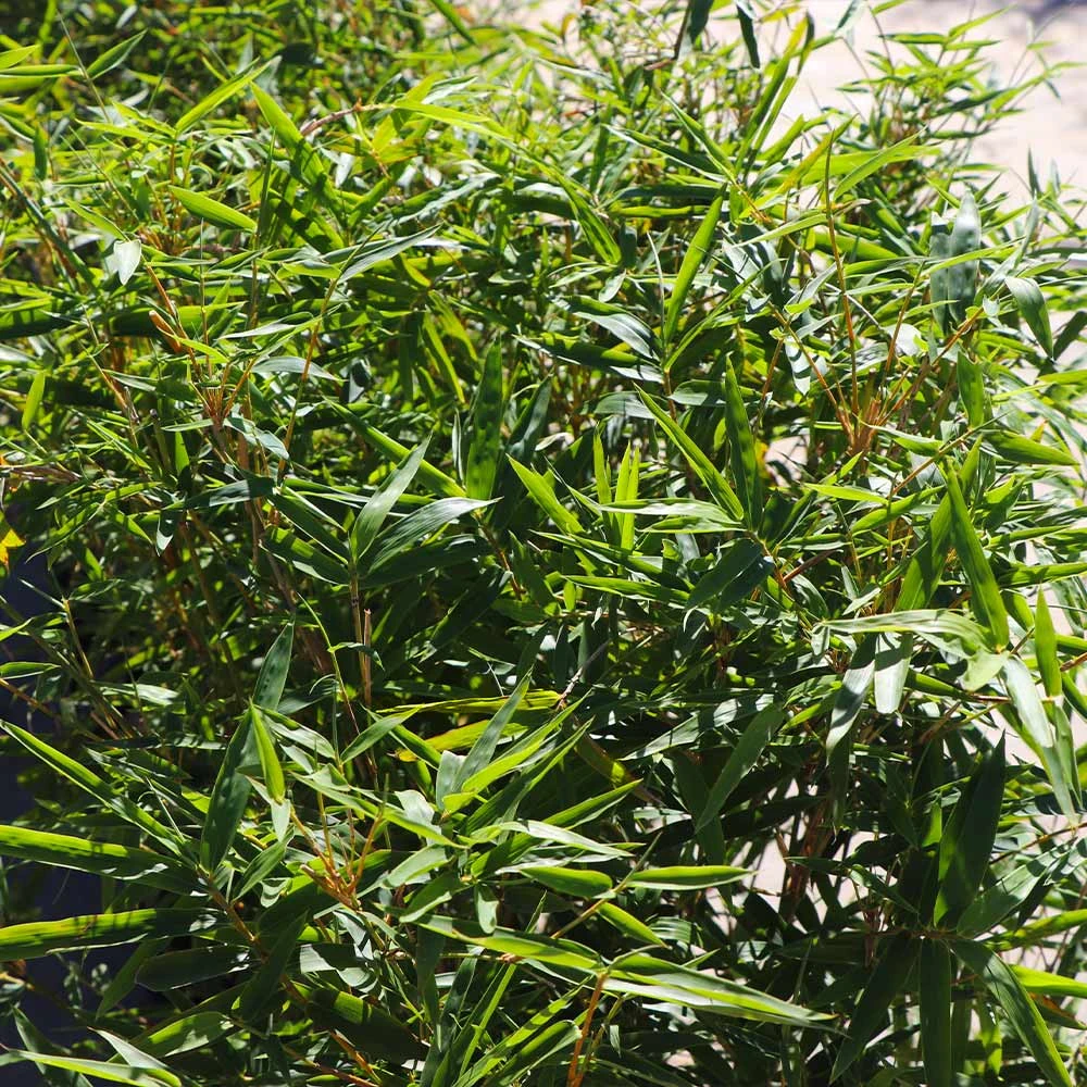 Fernleaf Bamboo - Image 4