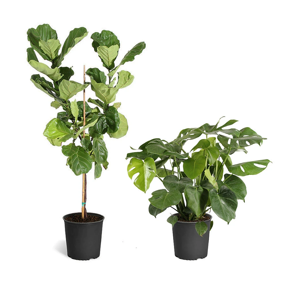 Monstera Deliciosa And Fiddle Leaf Fig Combo - Image 2