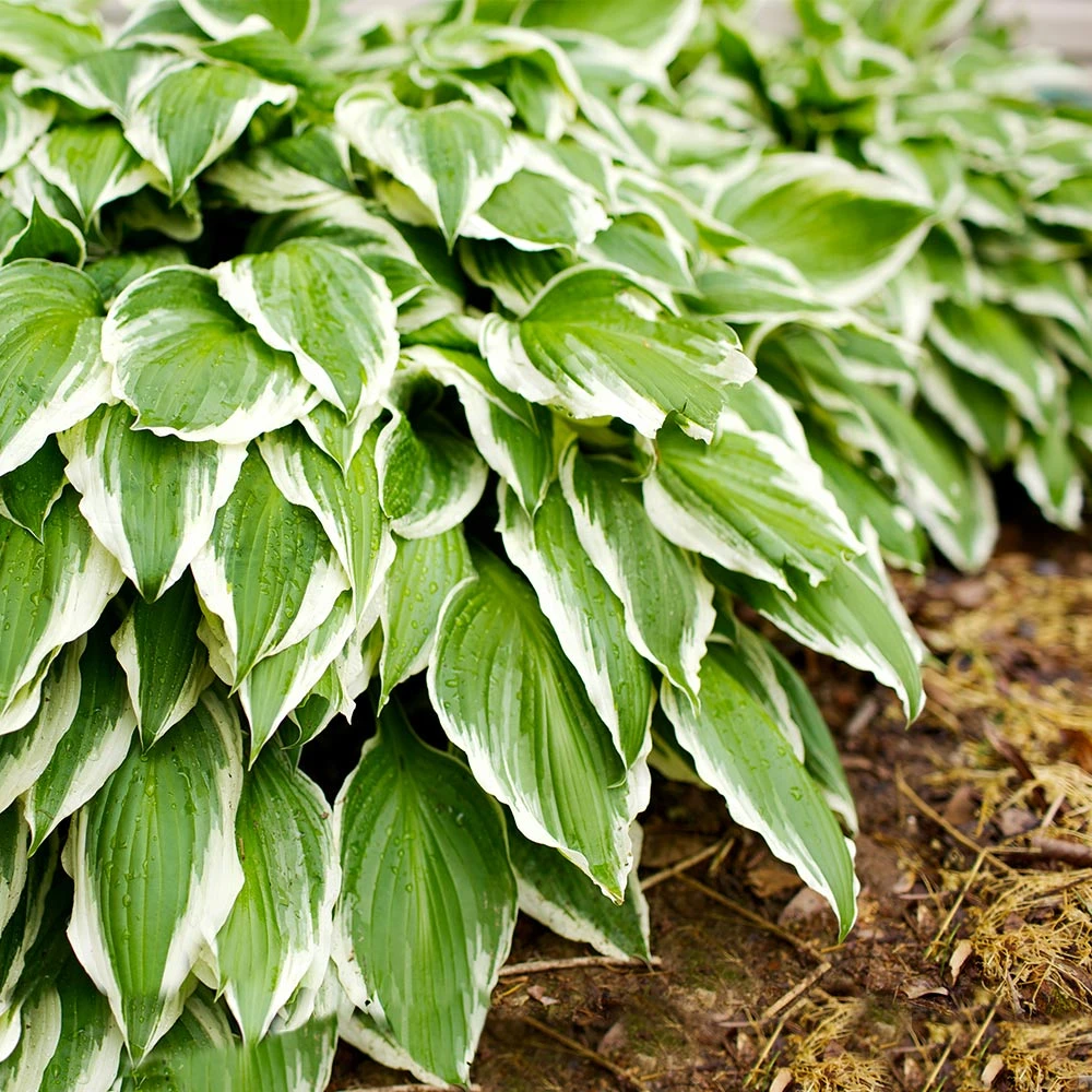 Francee Hosta Plant - Image 2