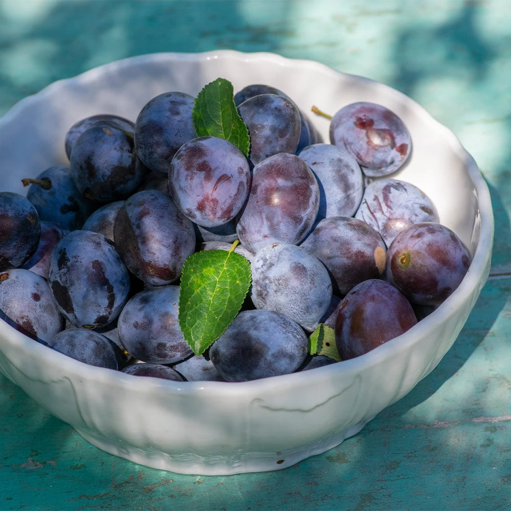 French Prune Tree - Image 4