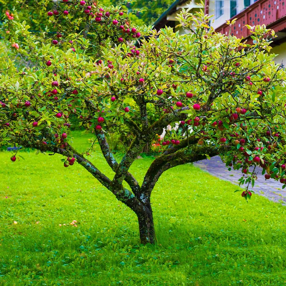Fuji Apple Tree - USDA Organic - Image 3
