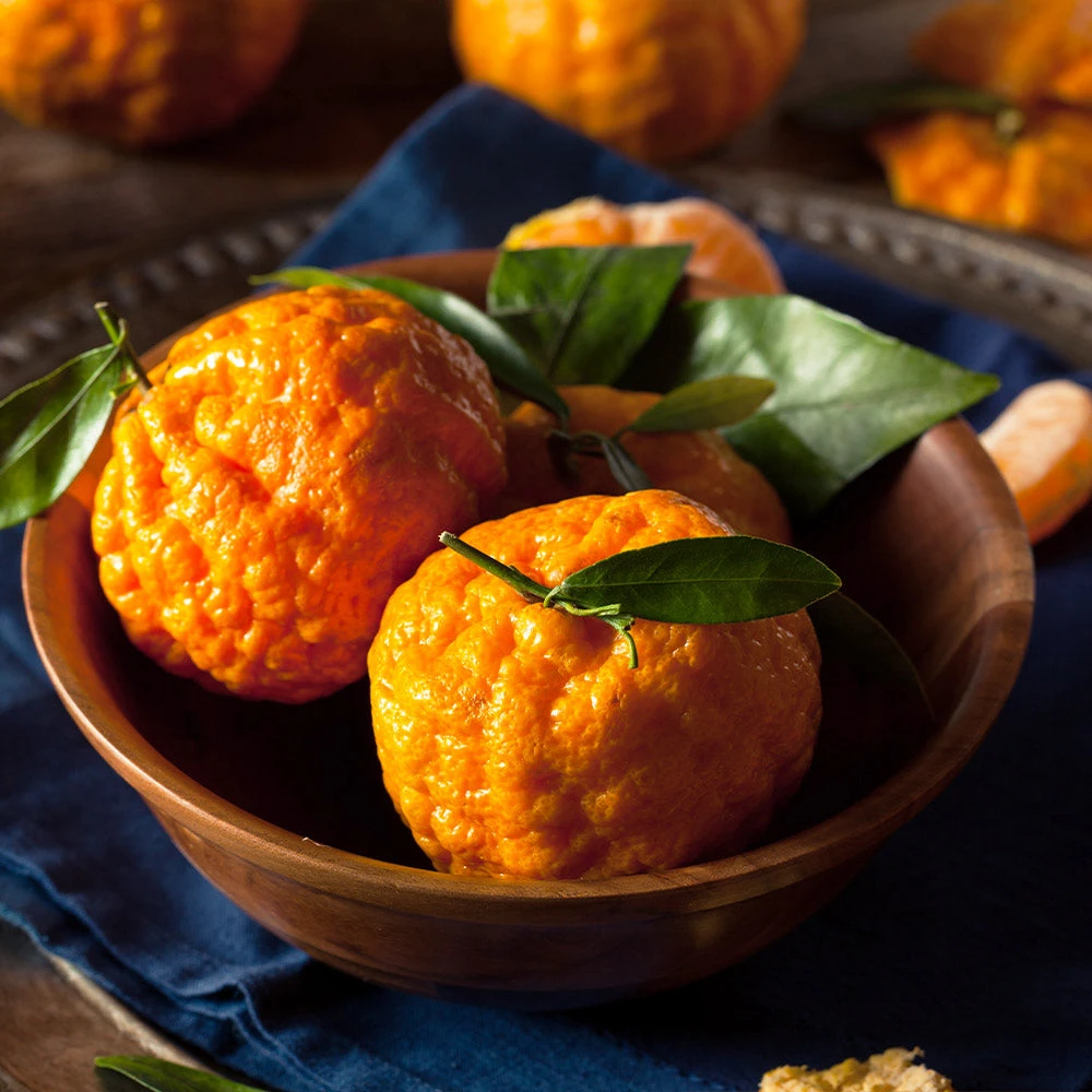 Gold Nugget Mandarin Tree - Image 2