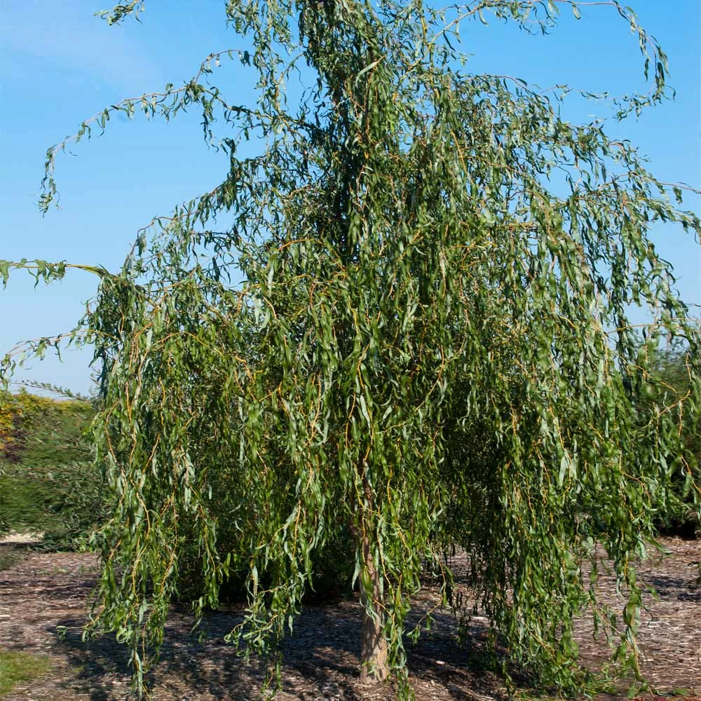 Golden Curls' Corkscrew Willow - Image 6