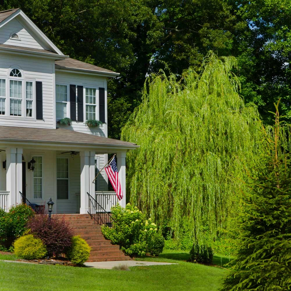 Golden Curls' Corkscrew Willow - Image 3