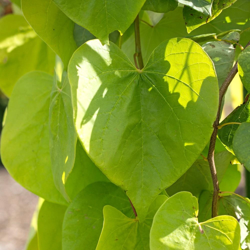 Golden Falls® Redbud Tree - Image 3