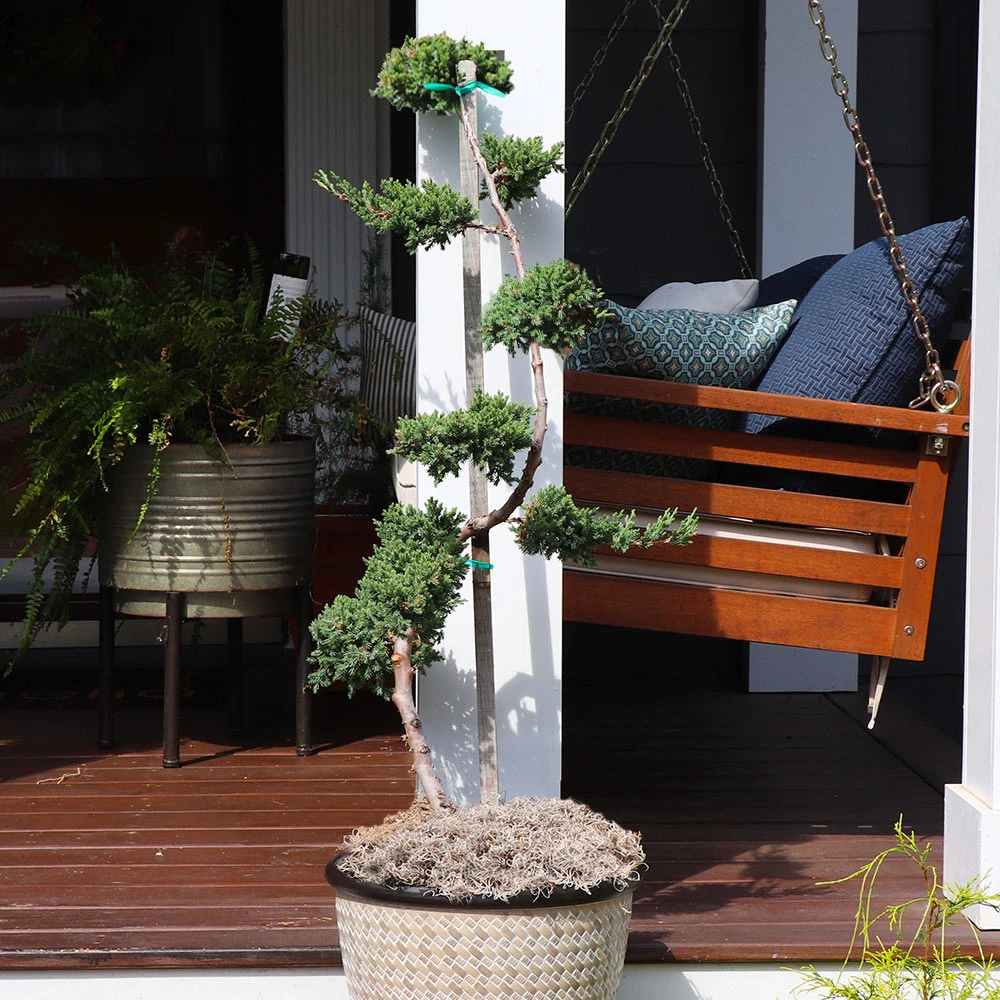 Green Mound Juniper Topiary - Image 2