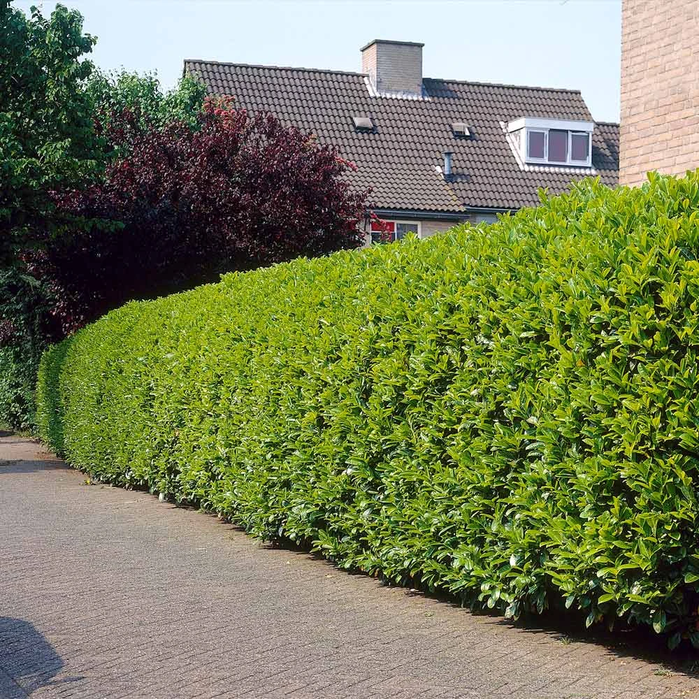 Greenfinity Cherry Laurel - Image 4