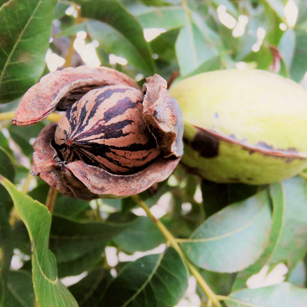Hardy Pecan - Image 2