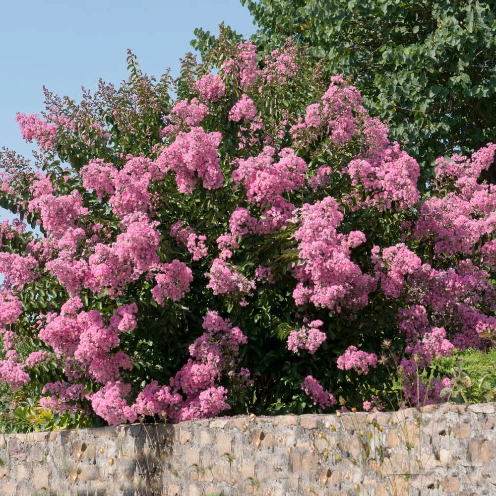 Hopi Crape Myrtle - Image 3