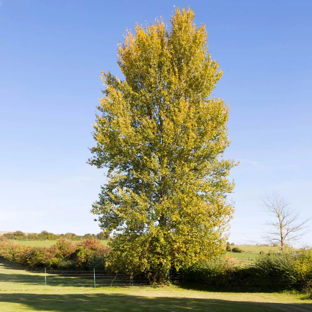 Superior Hybrid Poplar Tree - Image 4