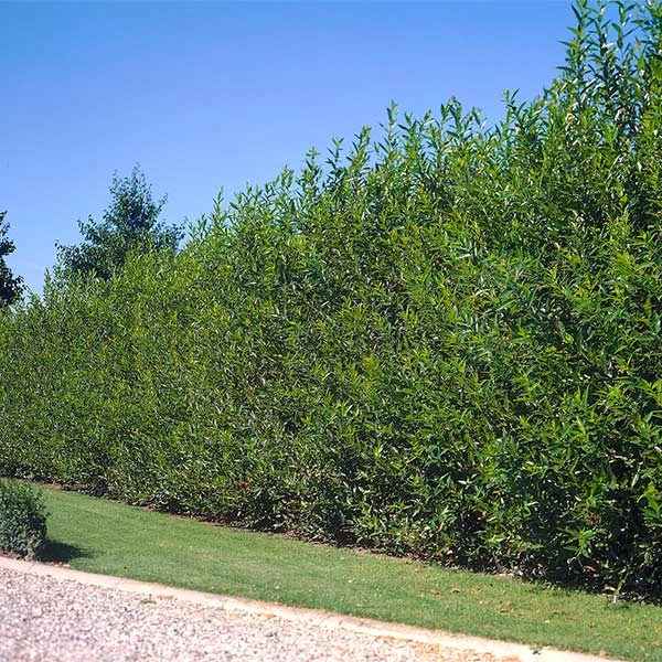 Willow Hybrid Tree - Image 2