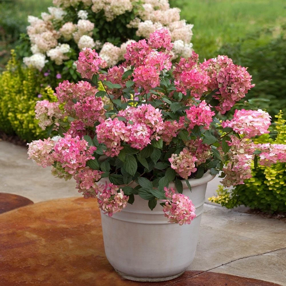 Fire Light® Hydrangea Shrub - Image 3