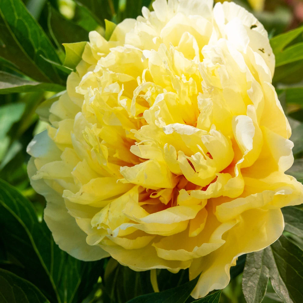 Bartzella Peony - Image 2