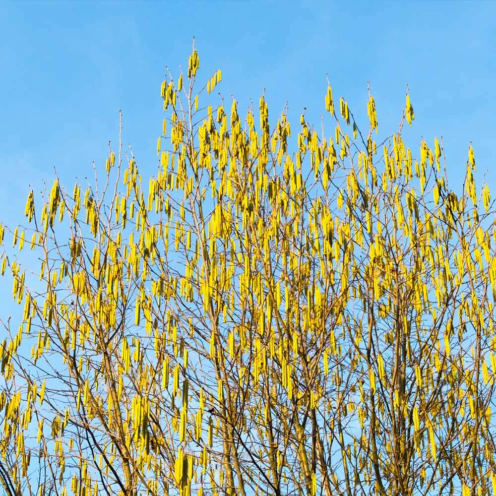 Jefferson Filbert Hazelnut Tree - Image 6