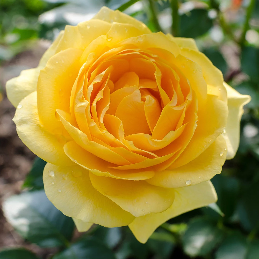 Julia Child Rose - Image 3