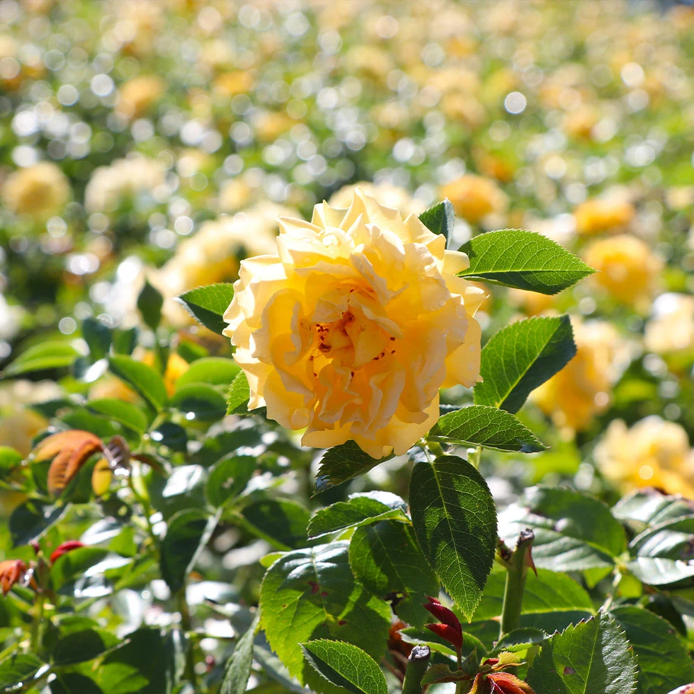Julia Child Rose - Image 4