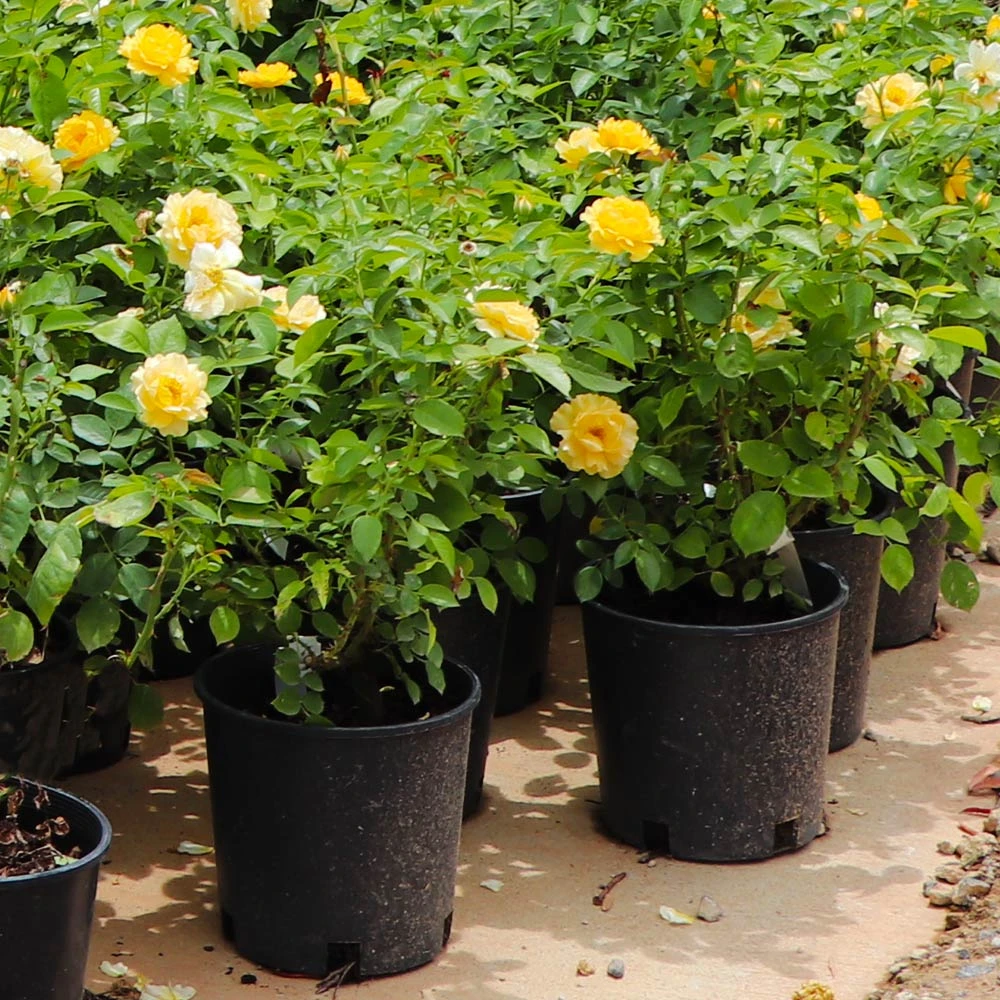 Julia Child Rose - Image 6