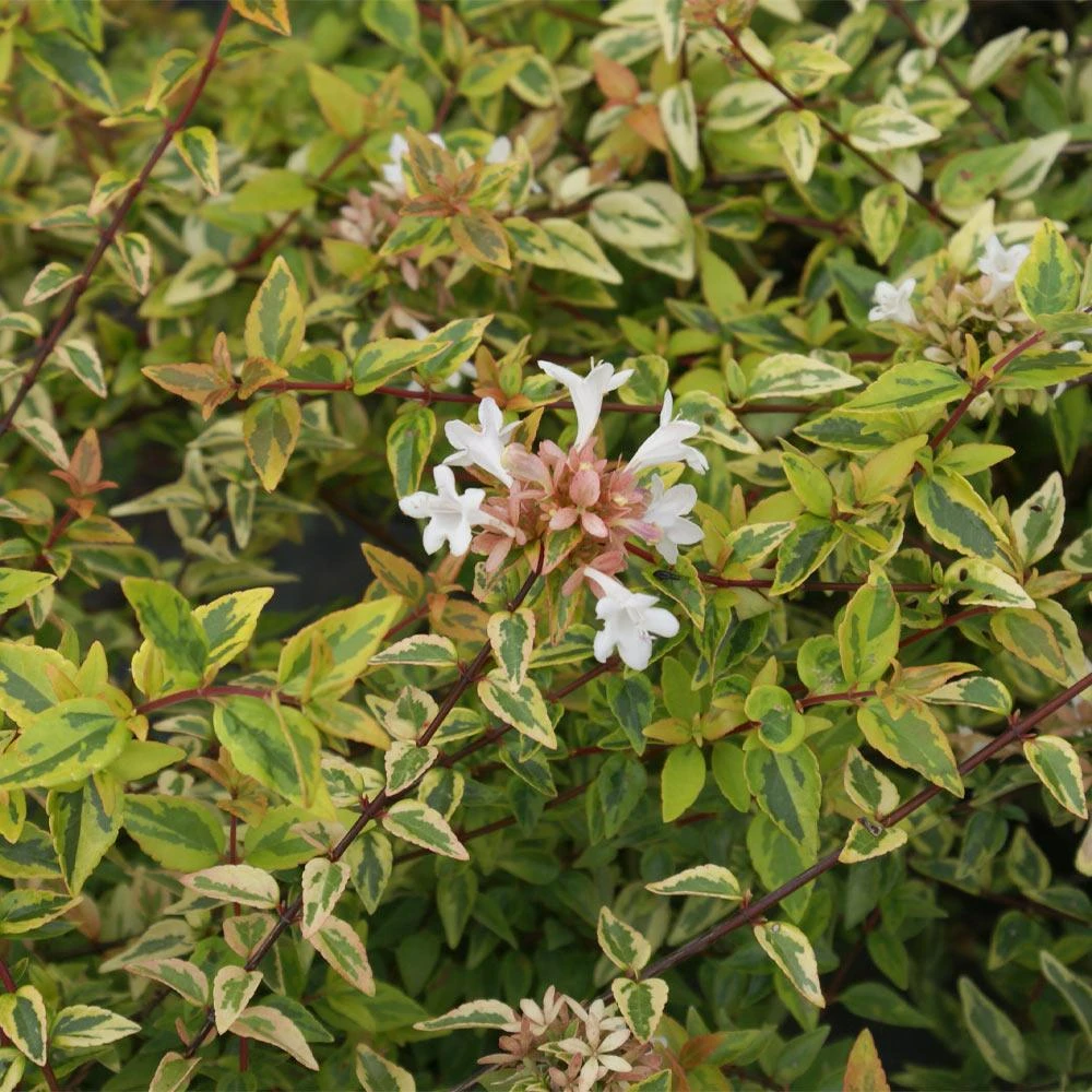 Kaleidoscope Abelia Shrub - Image 3