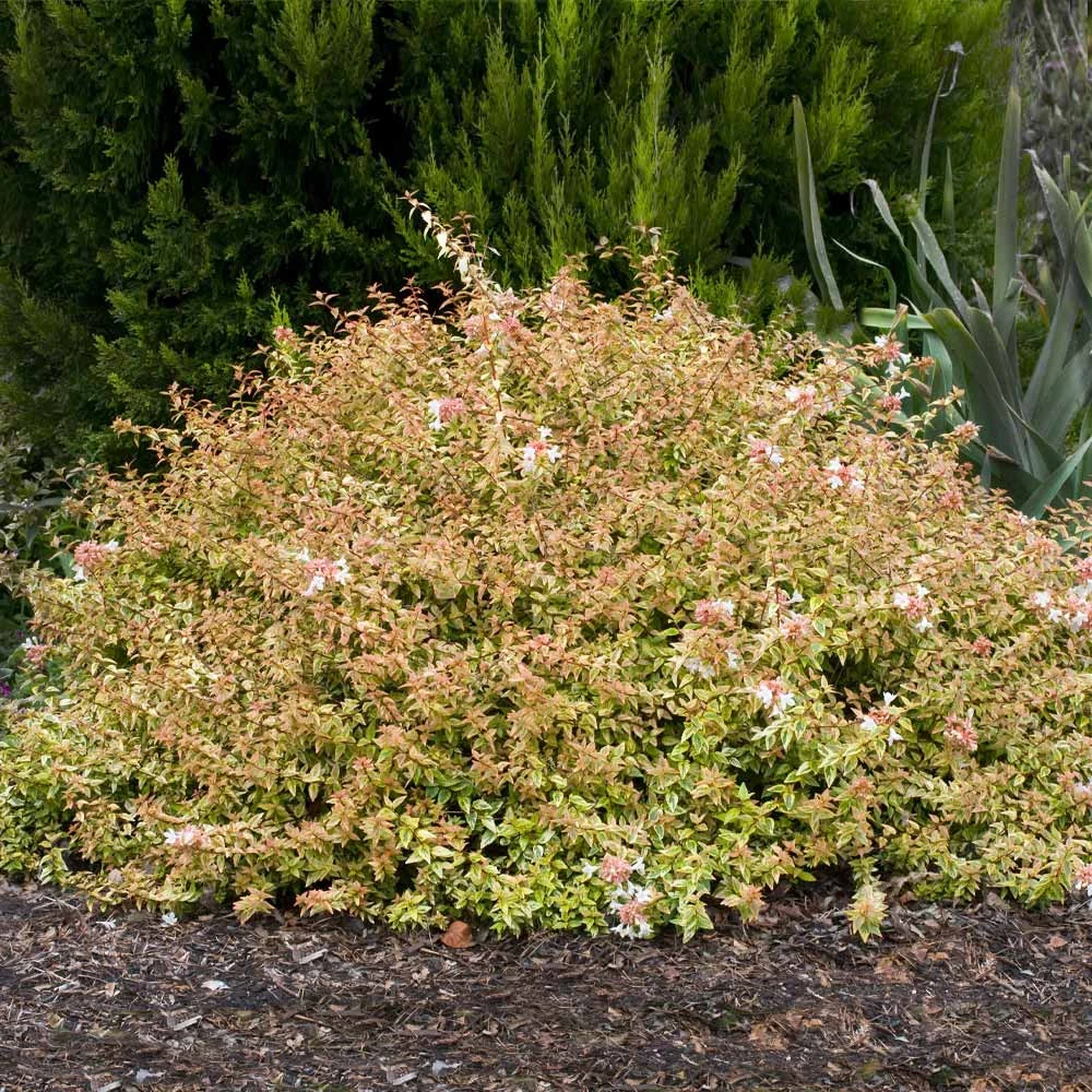 Kaleidoscope Abelia Shrub - Image 2
