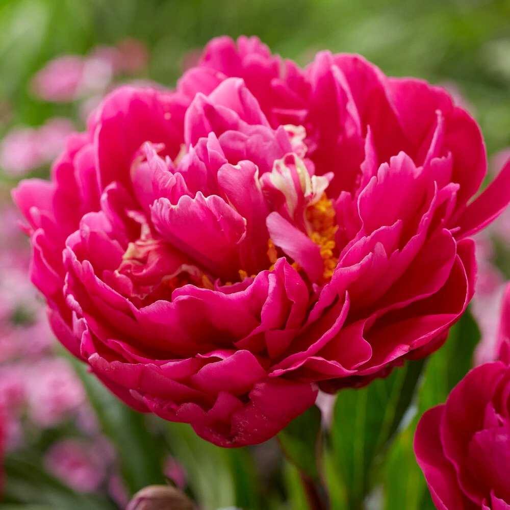 Karl Rosenfield Peony - Image 4
