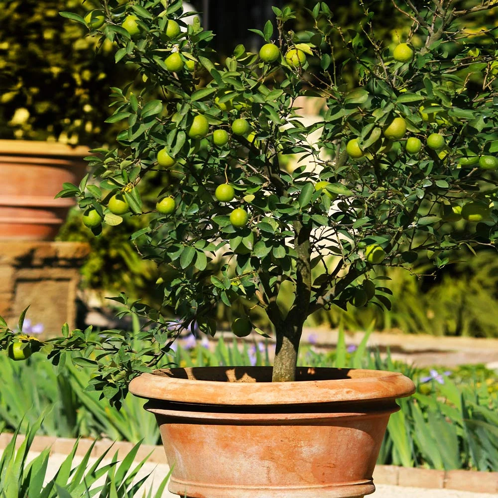 Key Lime Tree - USDA Organic - Image 2