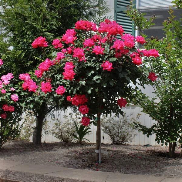 Knock OutĀ® Rose Tree