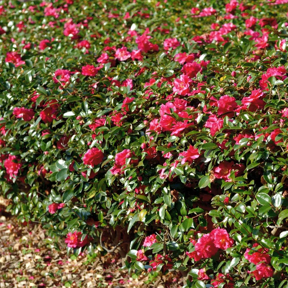Kramers Camellia Shrub - Image 4