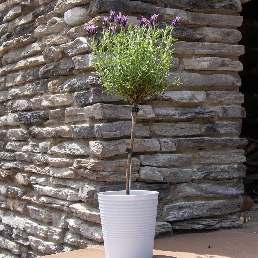 Lavender Standard Topiary Tree - Image 4