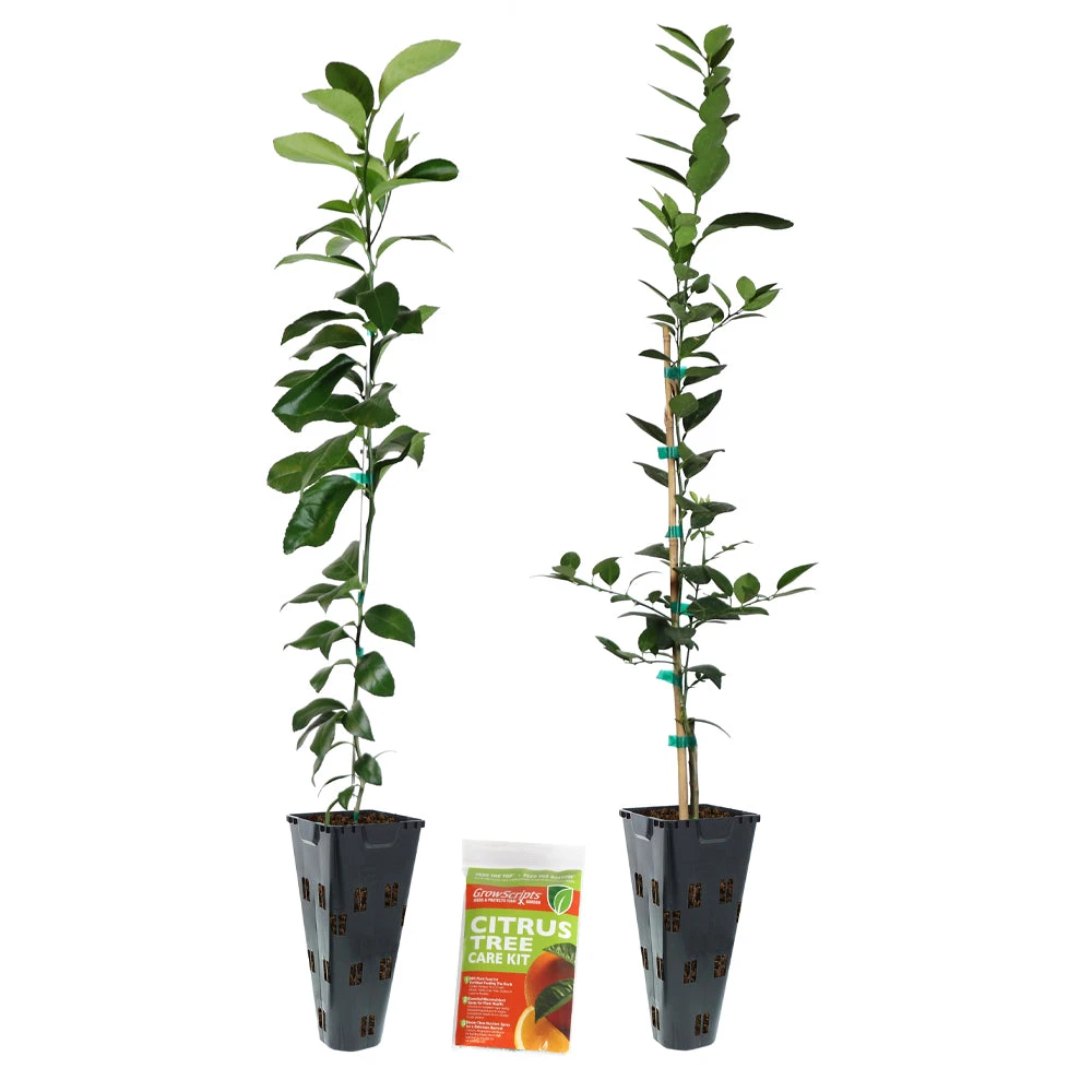 Meyer Lemon + Key Lime Tree Pack - Image 6