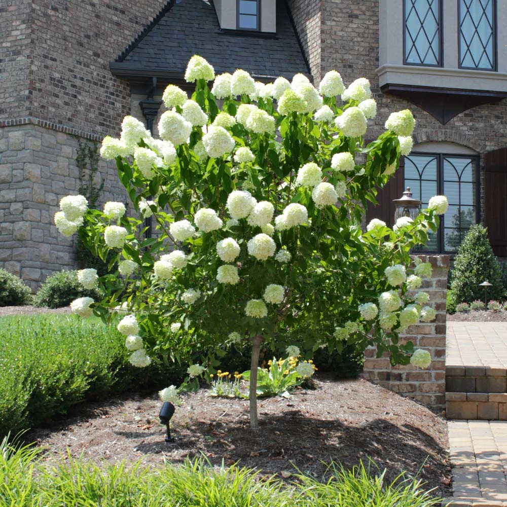 Limelight Hydrangea Tree - Image 2