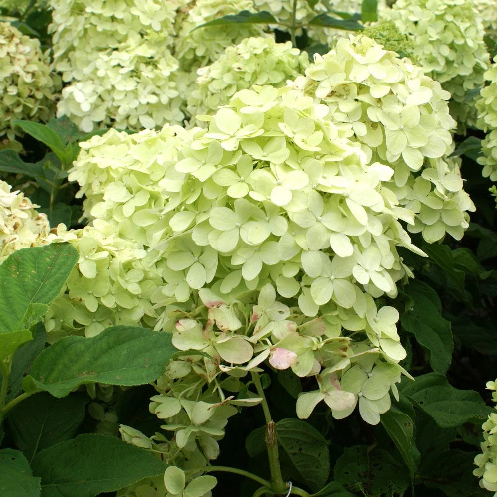 Limelight Hydrangea Tree - Image 4