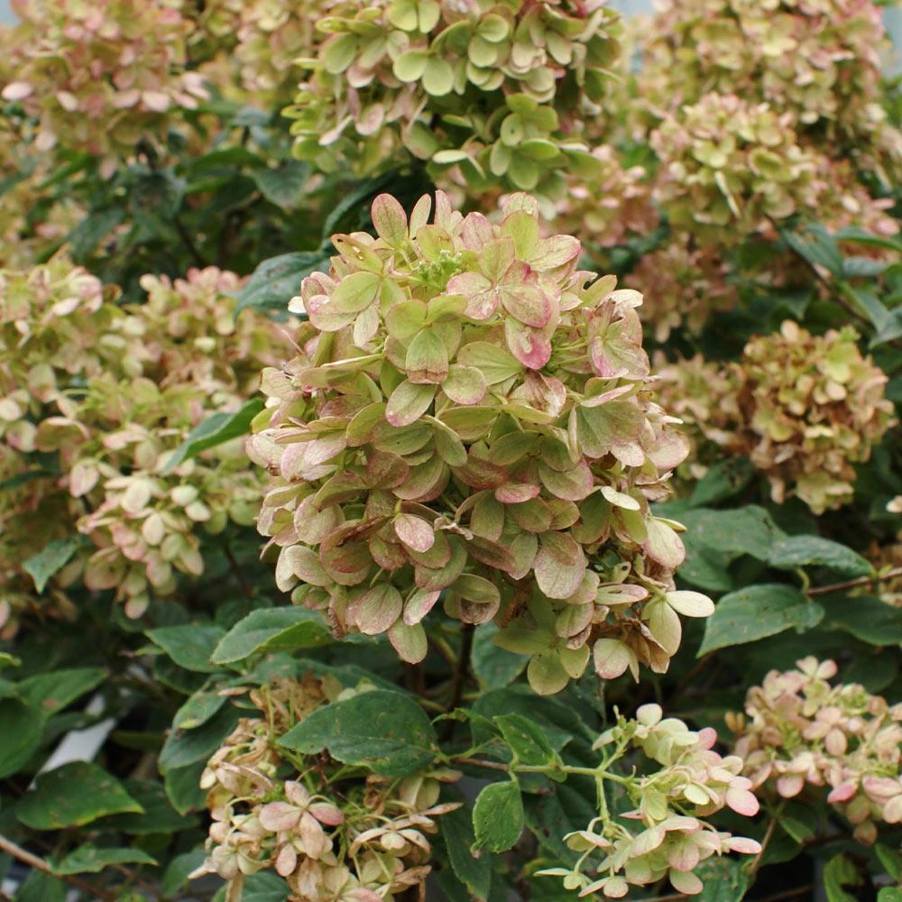 Limelight Hydrangea Tree - Image 5