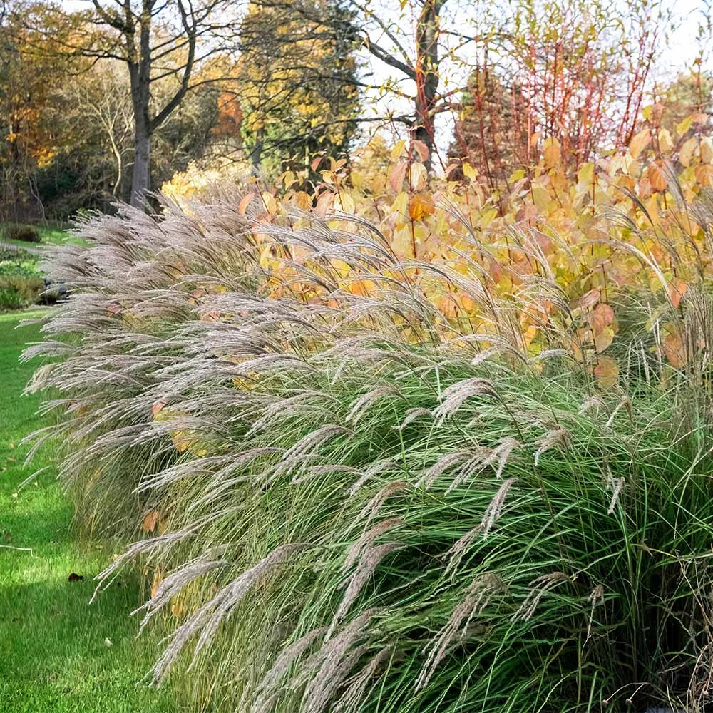 Little Kitten Maiden Grass - Image 3