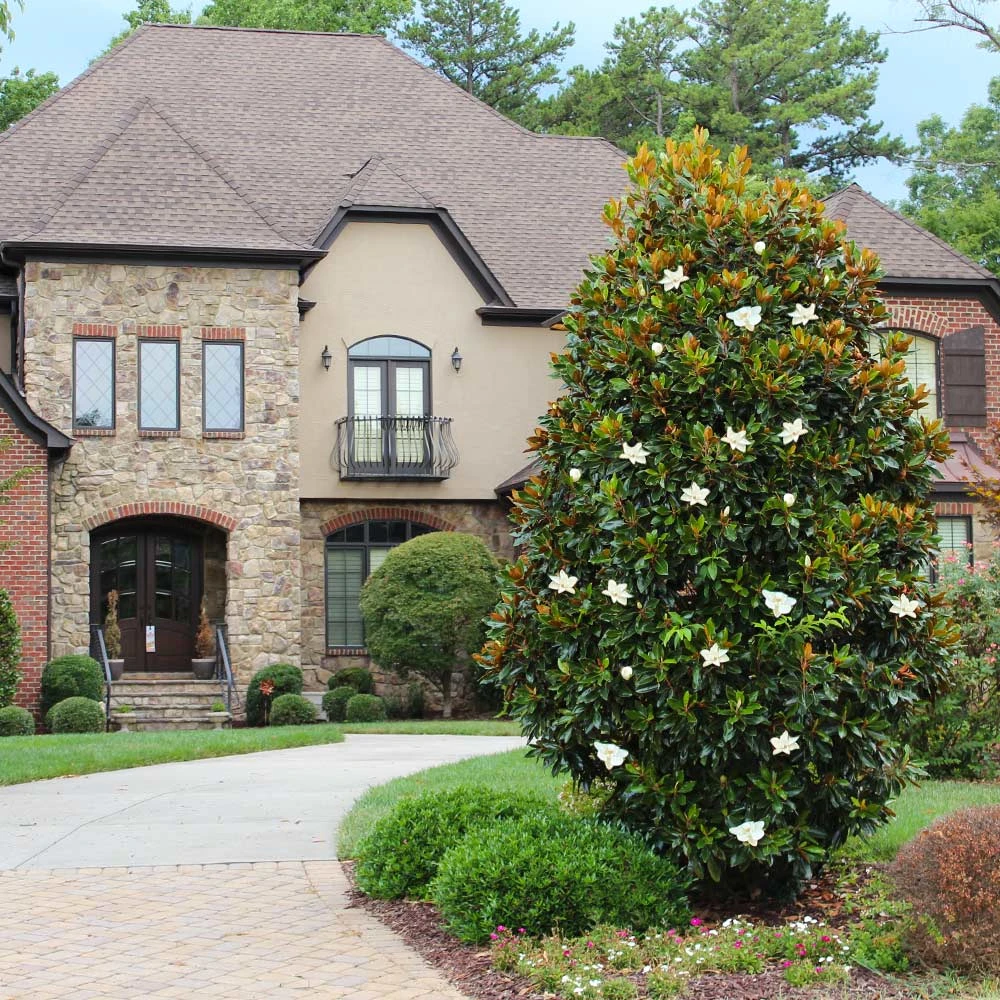 Little Gem Magnolia Tree - Image 2