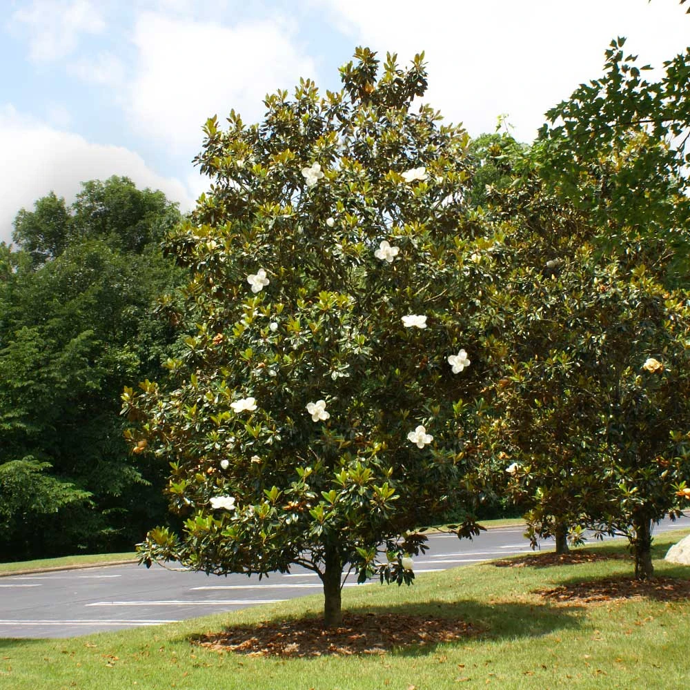 Little Gem Magnolia Tree - Image 4