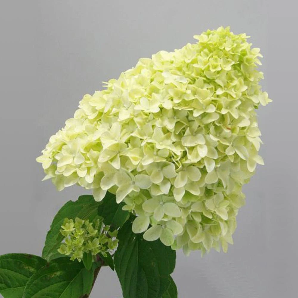 Magical® Candle Hydrangea Shrub - Image 4