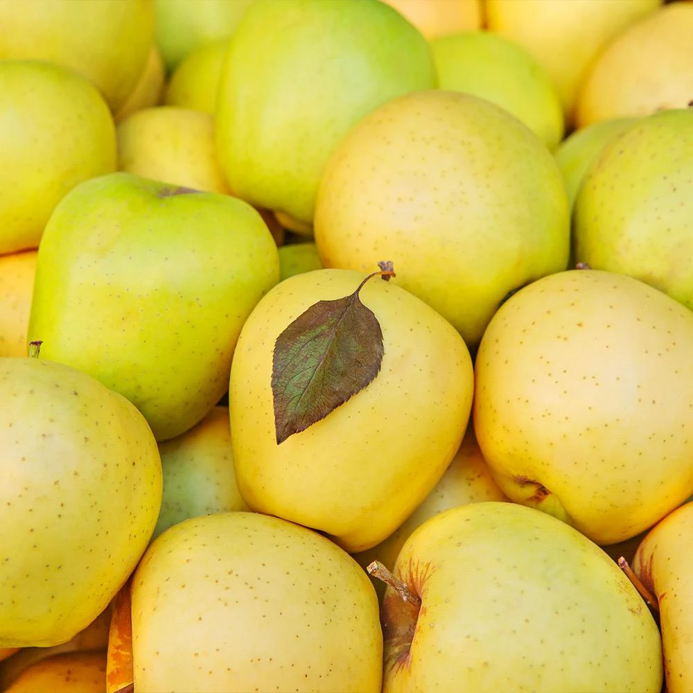 Mutsu (Crispin) Apple Tree - Image 3