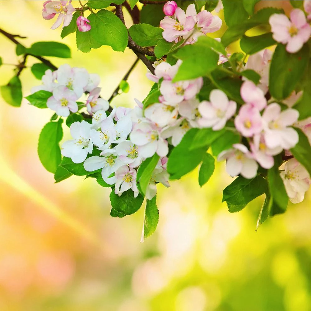 Mutsu (Crispin) Apple Tree - Image 5