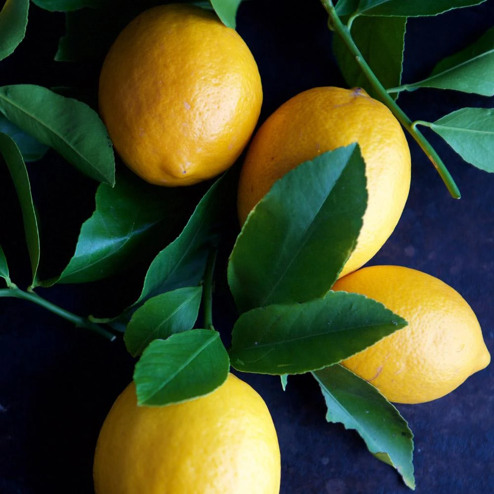 Meyer Lemon Tree - USDA Organic - Image 5