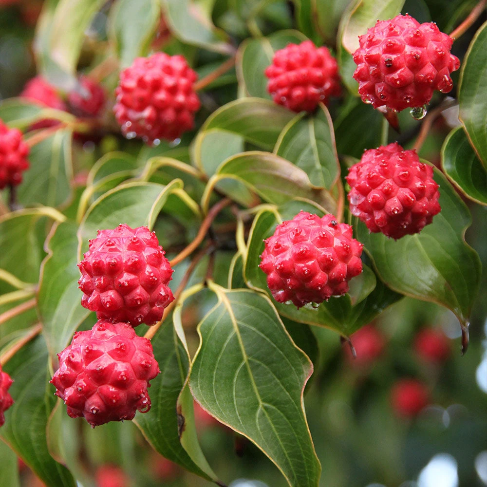 Milky Way Chinese Dogwood Tree - Image 3
