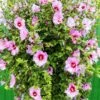 Minerva Rose Of Sharon Althea Shrub