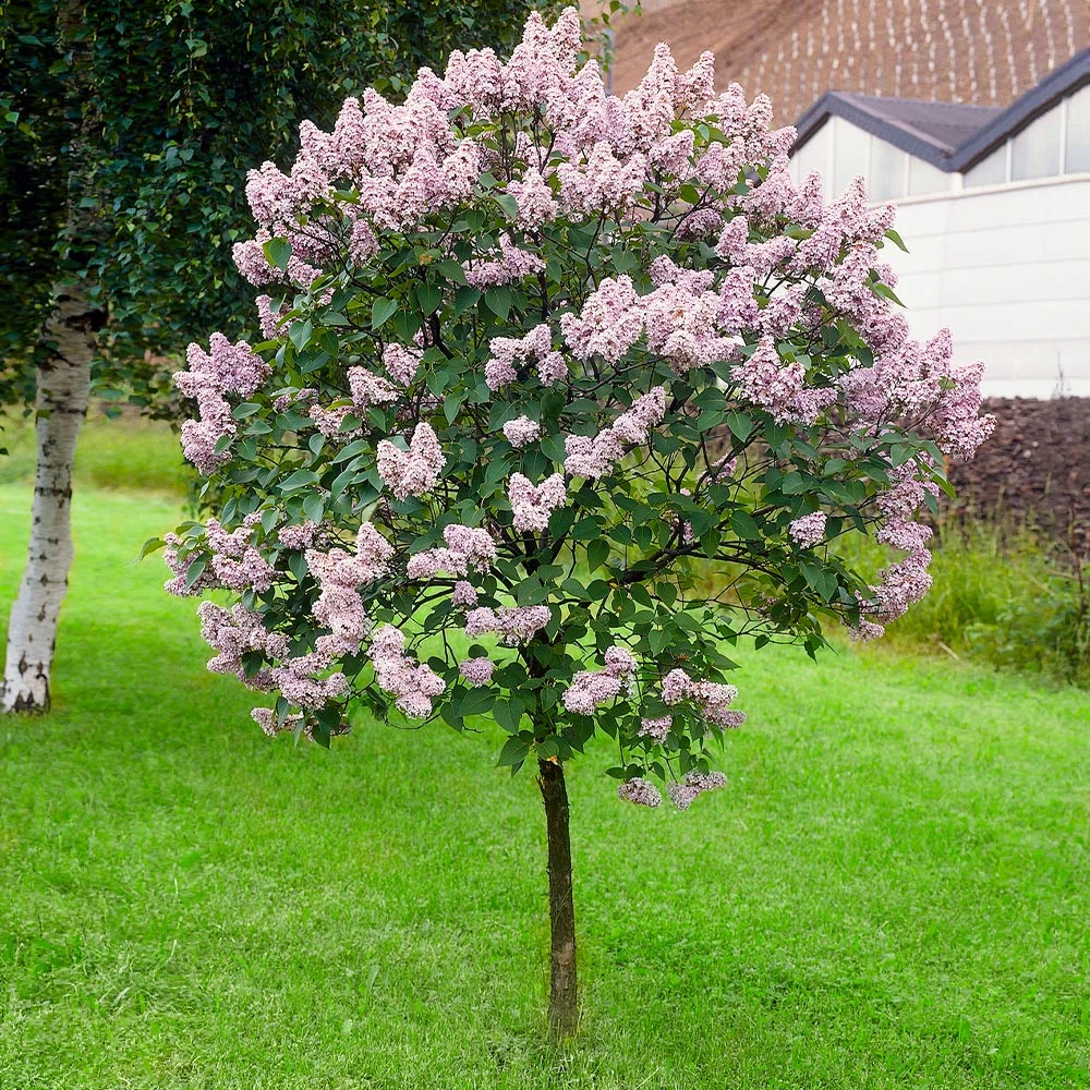 Miss Kim Lilac Tree - Image 2