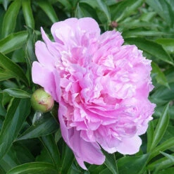 Mr. Ed Peony